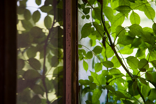 Plant outside window