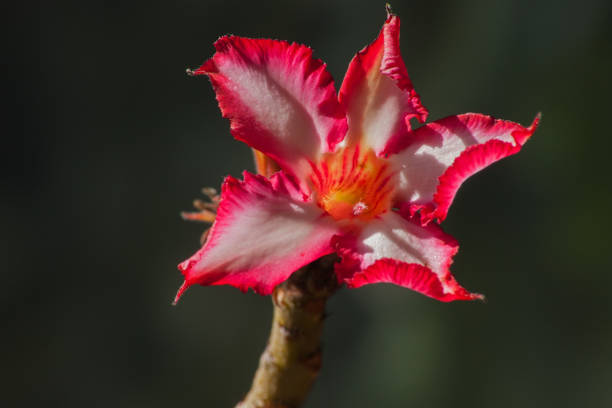 istock Impala lily Adenium multiflorum B6423 1273311695