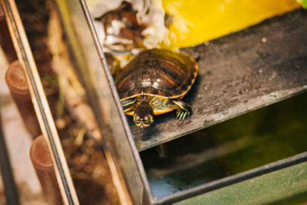 istock Water turtles in a fish tank on their floating island sunbathing. 1273312180