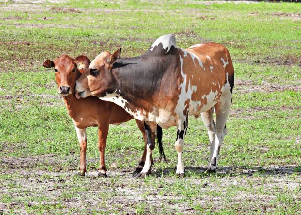 Cattle grazing on a pasture in Brazil