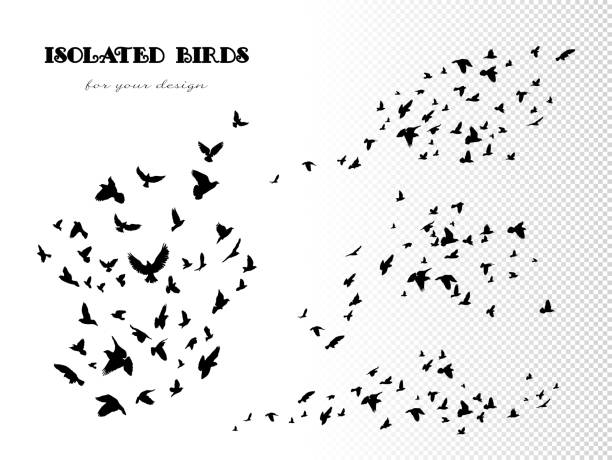 Flock of flying birds Vector set of isolated silhouettes of pigeons on white background. Black outline for design white crow stock illustrations