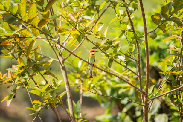 istock Chestnut-headed bee-eater, Nilagiri, Tamil Nadu. 1273316992