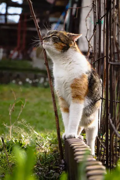 Cuddly cat scratches on a twig in the orchard. Felis catus domesticus enjoys the pleasure of scratching a branch. Nice view. Feeling of pleasure and victory.