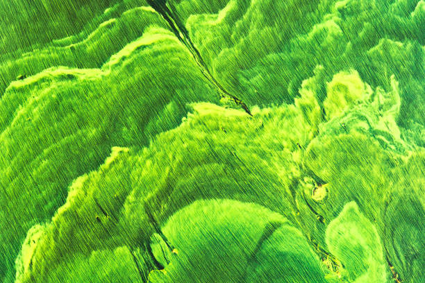 palm, green, field, white, lawn, spring, water, tree, agriculture, texture, abstract, rice, summer, natural, leaf, seaweed, mossy, macro, isolated, garden, fern, tree branch, grass, moss, plant, nature, foliage, seaside, beach, blue, rock, portuguese, scenic, outdoor, costa, coast, vicentina, algarve, sky, ocean, portugal, coastline, praia, shore, wave, tourism, sea, travel