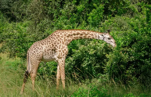 Photo of African giraffe in Zambia