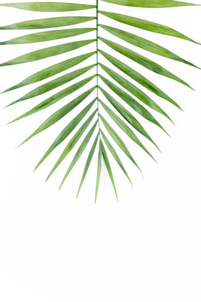 istock Tropical leaf in on white background. Flat laying, top view 1273321901