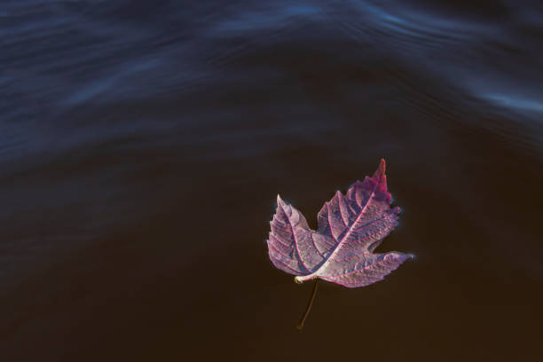 istock Red autumn leaf on the water. Beautiful background image 1273321905