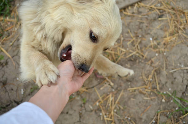istock cute Cocker Spaniel Dog playing with girl 1273321908