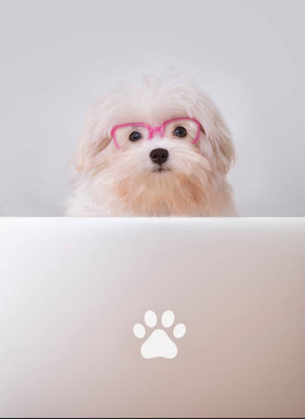 istock White Maltese Dog Wearing Pink Glasses 1273321988