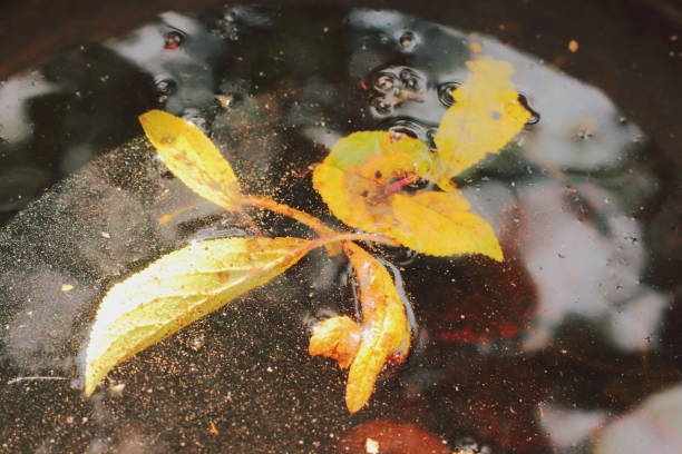 istock Autumn yellow leaves in a puddle on the water surface 1273323456