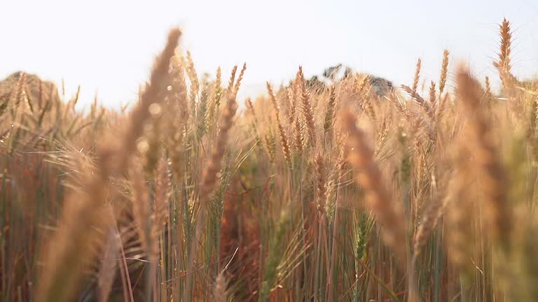 Wheat plants moving by wind in sunset(Slow motion)