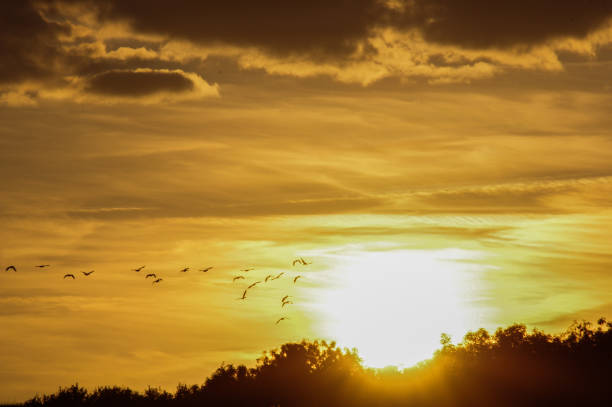 istock Geese fly in to the sun 1273327294