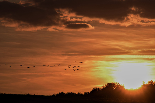 Flock of Geese flying in vanishing point to the sun