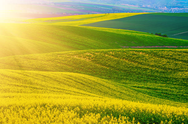 istock Rapeseed yellow green field in spring 1273327406