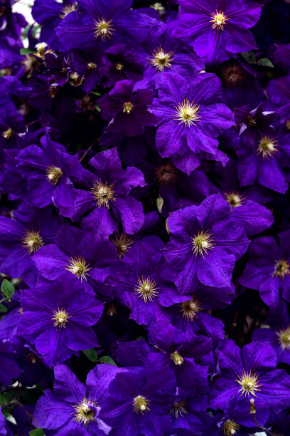 istock Background from blue-violet clematis flowers. 1273327531