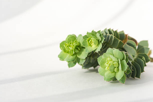 Succulents close-up on a white background in soft focus. Top view of a creative minimalist composition. Sunlight and beautiful light shadows. Space for text. Vintage style.
