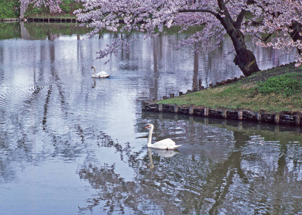 istock swams, flowering trees, Japan 1273328888