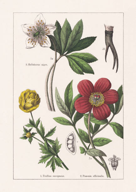 Ranunculaceae, Paeoniaceae, chromolithograph, published in 1895 1) Ranunculaceae, Paeoniaceae: Globeflower (Trollius europaeus); 2) Poeny (Paeonia officinalis), a-flowering branch, b-fruit (follicle), c-seed; 3) Christmas rose (Helleborus niger), a-leaf and blossom, b-root part. Chromolithograph, published in 1895. hellebore stock illustrations