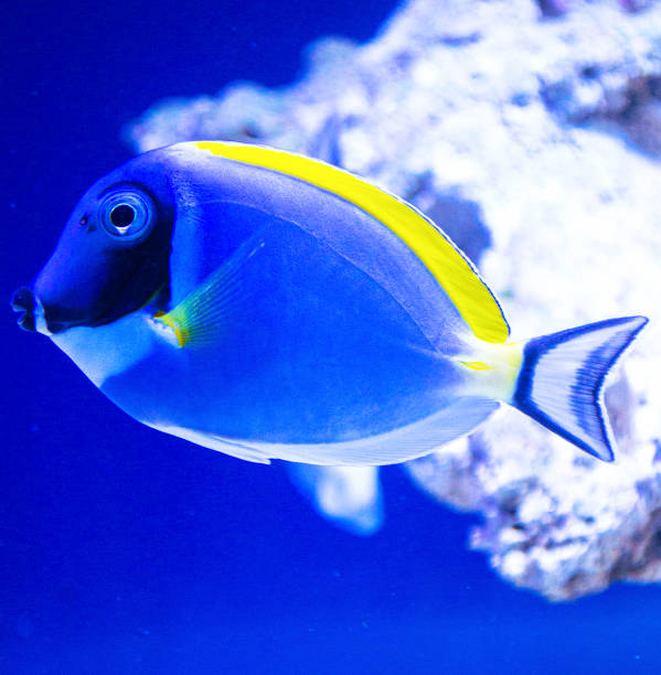 istock Fish surgeon (Acanthurus leucosternon) Powder-blue Tang 1273330293