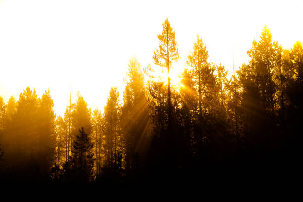 istock Sunbeams sunrays streaming through pine trees in forest with misty fog morning warmth 1273331552