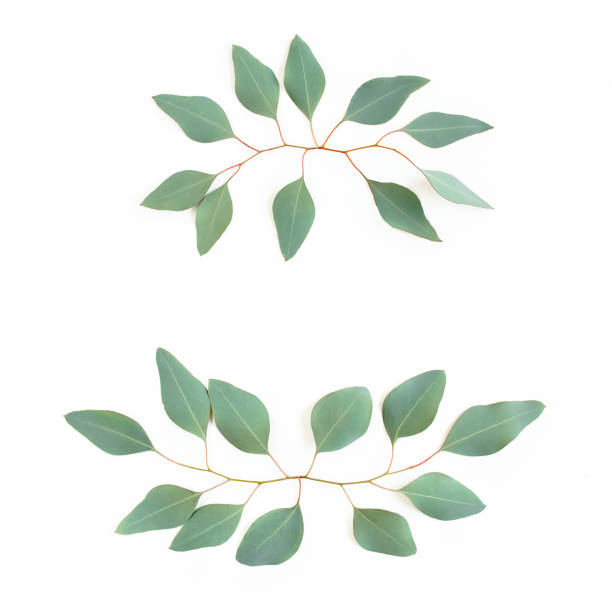 istock Wreath frame made of branches eucalyptus isolated on white background. lay flat, top view 1273331586