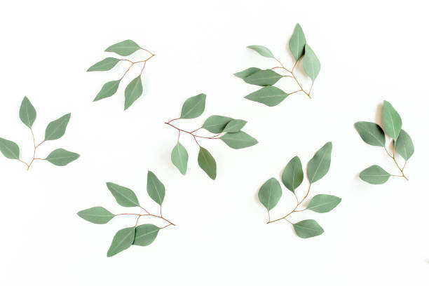 istock Green branch, leaves eucalyptus populus isolated on white background. Flat lay, top view 1273331908