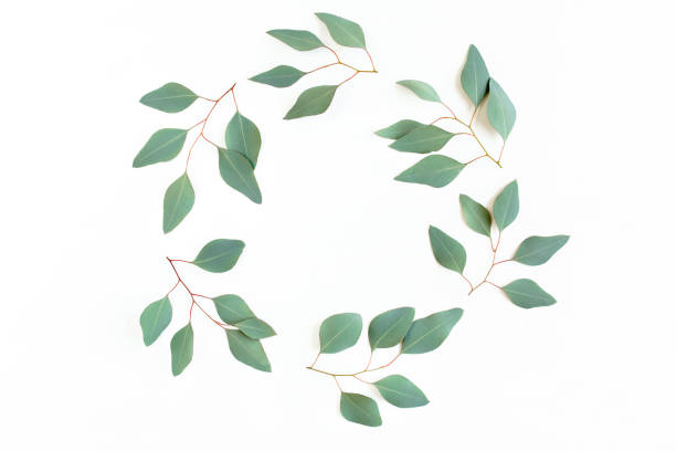 istock Round frame with branches eucalyptus and leaves isolated on white background. lay flat, top view 1273332001
