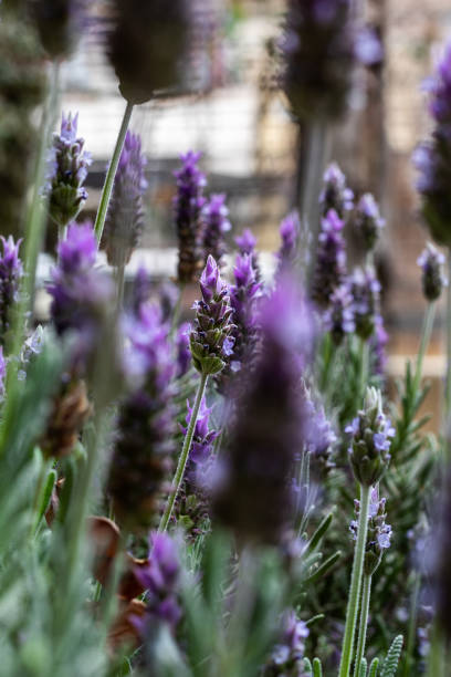 istock A Lots of wonderful lavender 1273333143