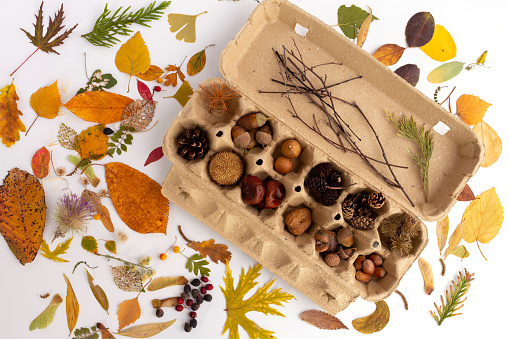 Nature abstract composition. Autumn leaves flat lay in rustic style on white background, kit for crafts made from natural materials, acorns, chestnuts, cones and other forest materials, autumn flat lay,