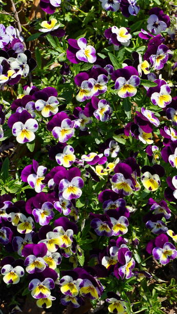 istock Purple and lavendar pansies 1273336355