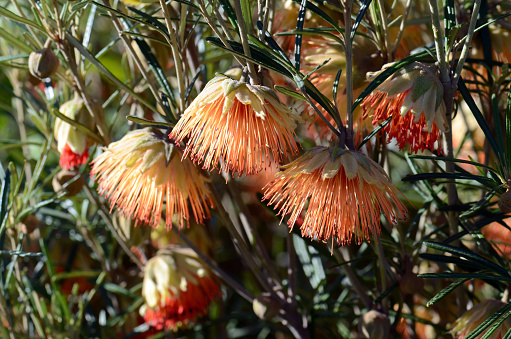 Australian native orange wildflowers of  the Yanchep Rose, Diplolaena angustifolia, family Rutaceae. Endemic to Perth region of Western Australia.
