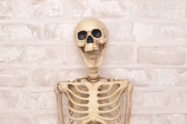 Photo of Human Skeleton