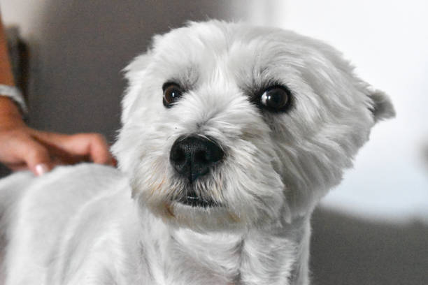 istock Petting a cute wesite dog 1273337640