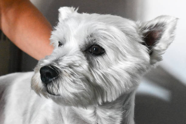 istock Petting a cute wesite dog 1273337871