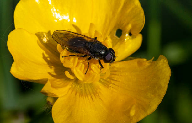Small Hoverfly (Platycheirus albimanus) Resting on a Meadow Buttercup (Ranunculus acris) Flower in Spring. Hoverflies Are the Most Efficient Pollinators. - fotografia de stock