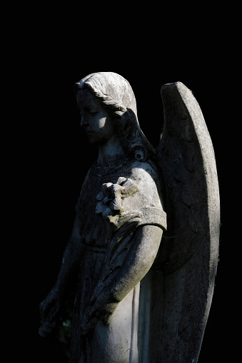 Early morning sunlight picks out the essential lines to form the shape of this stone cemetery winged angel. High contrast.