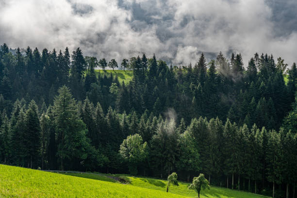 istock view on mystic trees in black forest, germany 1273338725