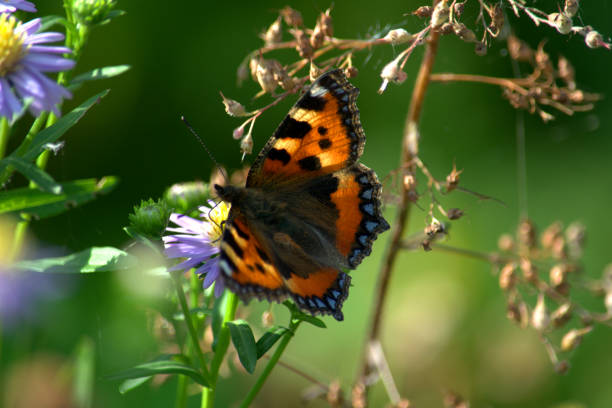 istock Small tortoiseshell butterfly pollinating Michaelmas daisy flowers 1273340886