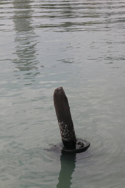 A strong tree trunk sticks out of the water
