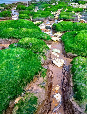 Photograph of algae covered rocks on the beach at Hunstanton, Norfolk, England at low tide. They have a distinctive grid pattern.