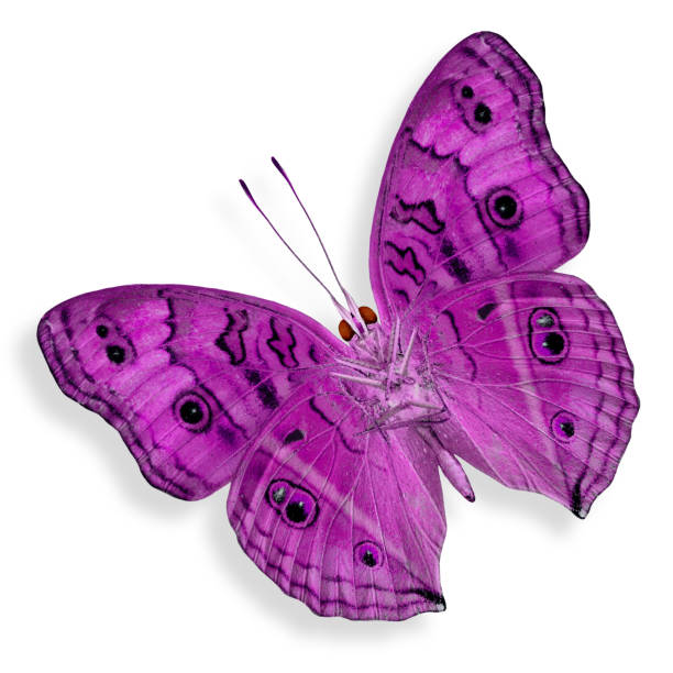 istock Beautiful Pink Butterfly isolated on white background (Peacock Pansy in fancy color) 1273342087