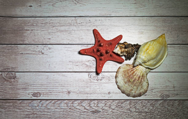 istock Shells and snails on a wooden background. 1273342654