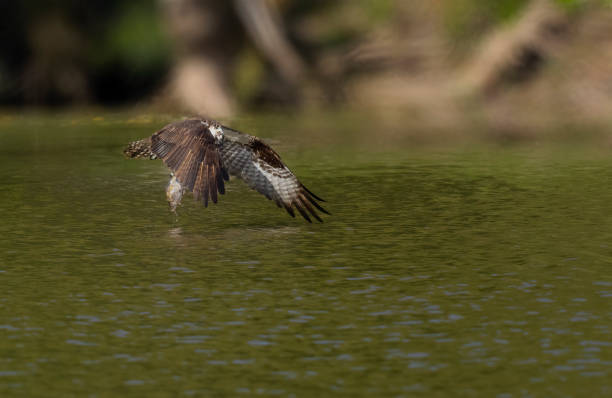 istock Good Fisher 1273343644