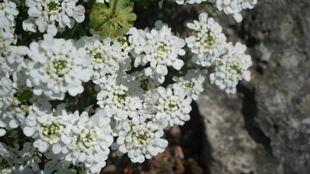 istock Flowerbed of white zinnias 1273344128