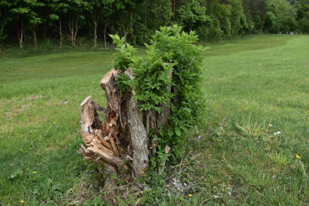 istock Tree stump in a meadow in Liechtenstein 1273344246