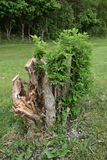 istock Tree stump in a meadow in Liechtenstein 1273344264
