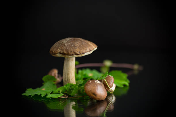 istock Uncultivated organic forest mushrooms on black background 1273344859