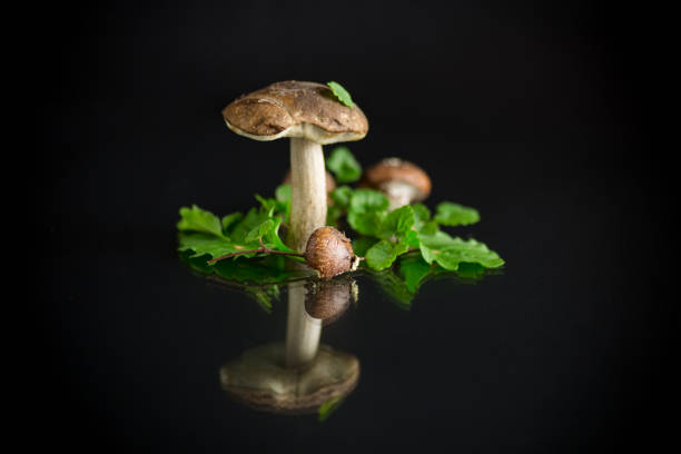Collection of freshly picked porcini mushrooms displayed in a plastic container from forest harvest.