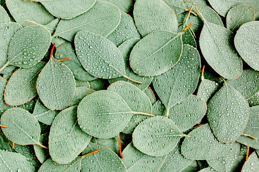 Fondo, Textura hecha de hojas de eucalipto verde con gota de lluvia, rocío. Plano, top photo