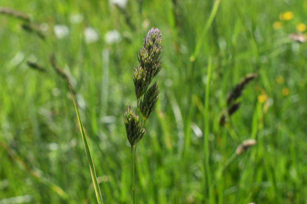 istock Lovely flower on a meadow in Liechtenstein 1273346519